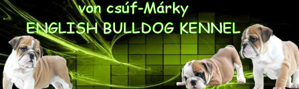 von csf-Mrky Angol Bulldog Kennel